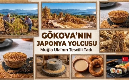 Gökova susamı Japonya pazarında