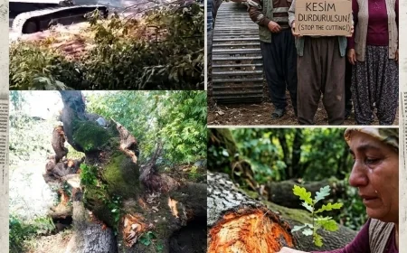 Sandras Ormanlarında İş Makinesi İle Doğa Katliamı