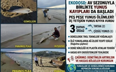 Av Sezonu Başladı, Yunus Ölümleri Peş Peşe Geldi! EKODOSD’dan Acil Çağrı