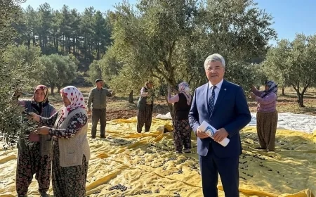 ZEYTİN ÜRETİCİSİNİN DERDİ TBMM'NDE, ERGUN 6 MADDELİK REÇETE HAZIRLADI