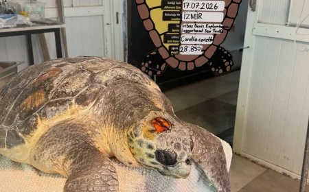Kafatasındaki Kırıkla Getirilmişti: Caretta Caretta "Yamaç" Yaşama Tutundu!