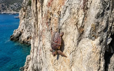 Natura 2000 Koruma Ağı altında olan adada vahşet. Deniz Kaplumbağası Öldürüldü ve Kayaya Asıldı