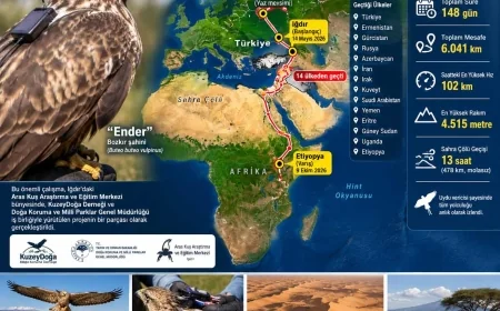 148 günde 14 ülke aştı! Ender adlı şahin Sahra Çölü’nü molasız geçti, Etiyopya’ya ulaştı