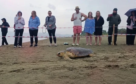 TEDAVİLERİ TAMAMLANAN 4 CARETTA CARETTA DENİZLE BULUŞTU