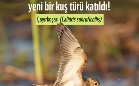 TÜRKİYE’NİN 506’NCI KUŞ TÜRÜ KEŞFEDİLDİ "ÇAYIR KOŞARI"