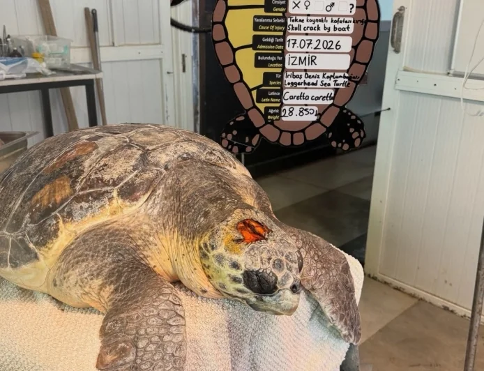 Kafatasındaki Kırıkla Getirilmişti: Caretta Caretta "Yamaç" Yaşama Tutundu!
