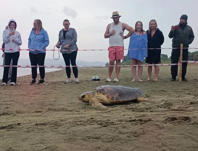 TEDAVİLERİ TAMAMLANAN 4 CARETTA CARETTA DENİZLE BULUŞTU