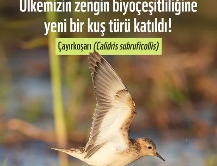 TÜRKİYE’NİN 506’NCI KUŞ TÜRÜ KEŞFEDİLDİ "ÇAYIR KOŞARI"