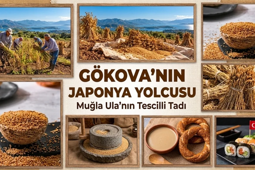 Gökova susamı Japonya pazarında