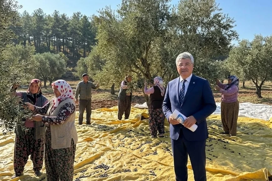 ZEYTİN ÜRETİCİSİNİN DERDİ TBMM'NDE, ERGUN 6 MADDELİK REÇETE HAZIRLADI