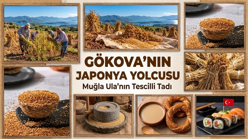 Gökova susamı Japonya pazarında