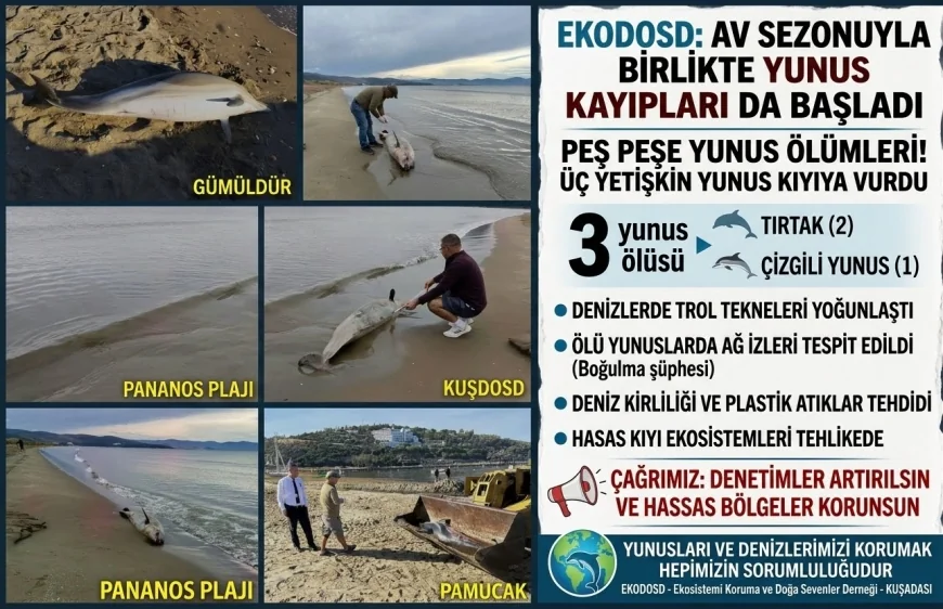 Av Sezonu Başladı, Yunus Ölümleri Peş Peşe Geldi! EKODOSD’dan Acil Çağrı