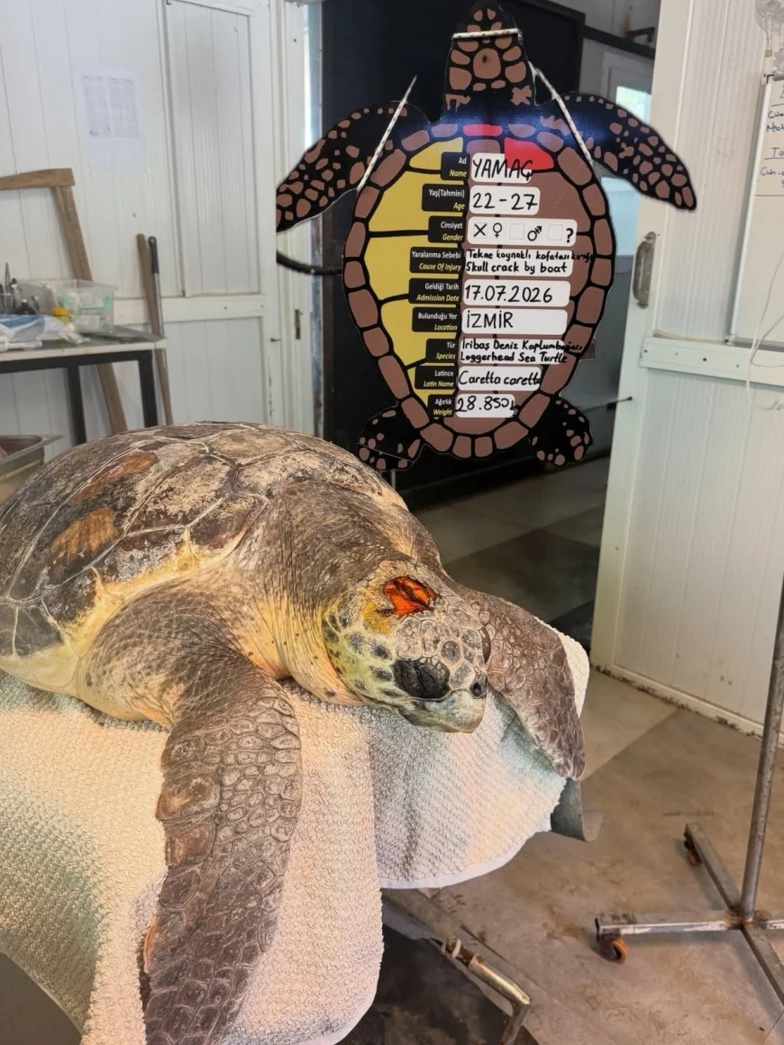 Kafatasındaki Kırıkla Getirilmişti: Caretta Caretta "Yamaç" Yaşama Tutundu!