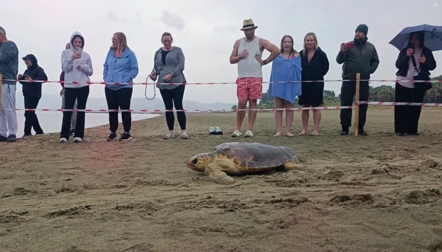 TEDAVİLERİ TAMAMLANAN 4 CARETTA CARETTA DENİZLE BULUŞTU