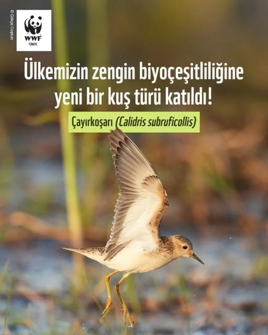 TÜRKİYE’NİN 506’NCI KUŞ TÜRÜ KEŞFEDİLDİ "ÇAYIR KOŞARI"